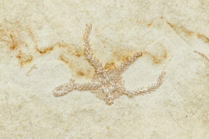 Jurassic Brittle Star Fossil - Solnhofen #244321